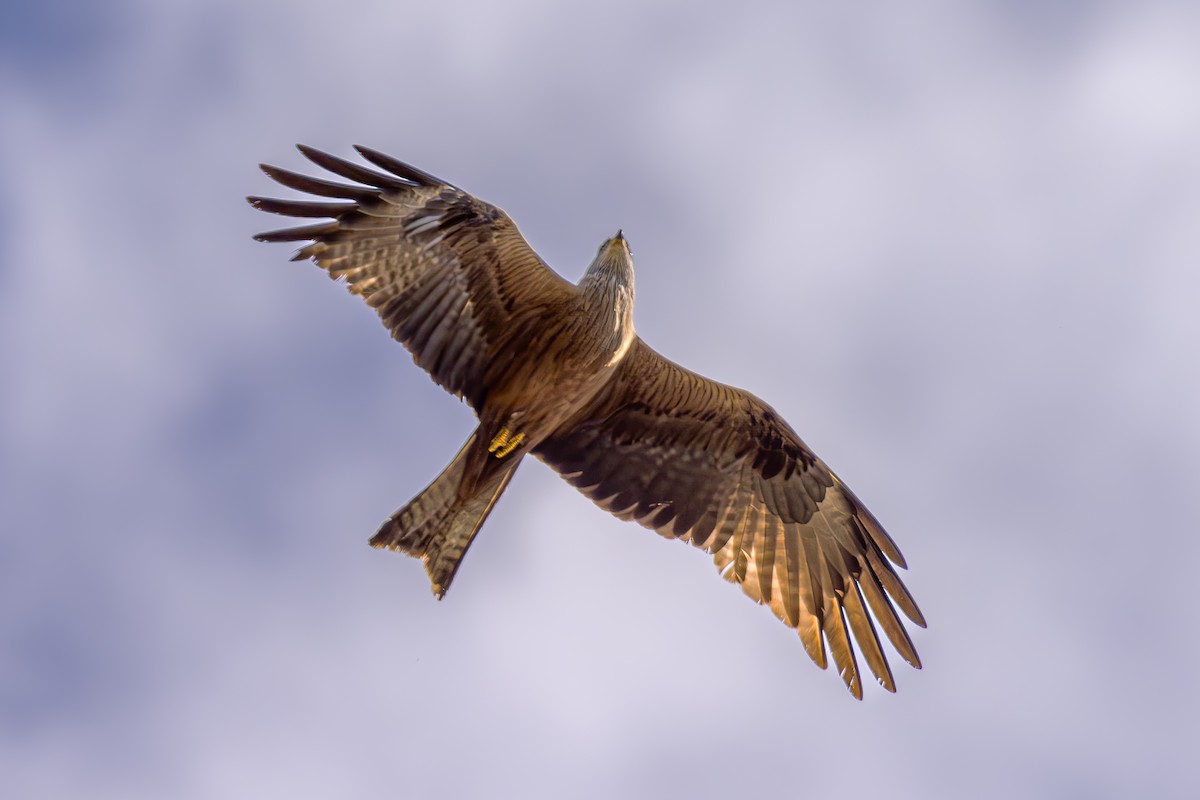 Black Kite - ML620619337