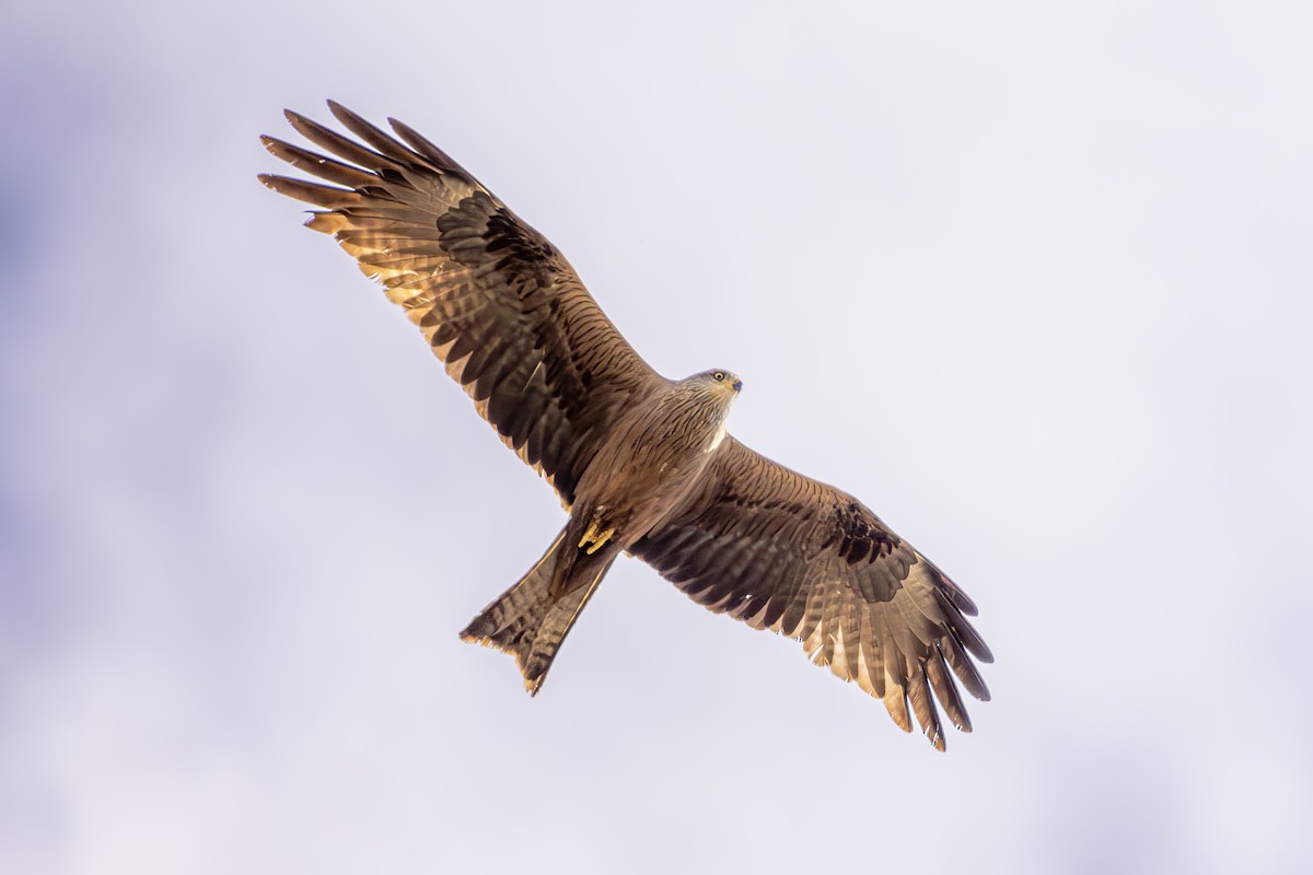 Black Kite - ML620619338