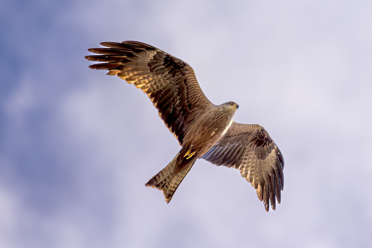 Black Kite - ML620619339