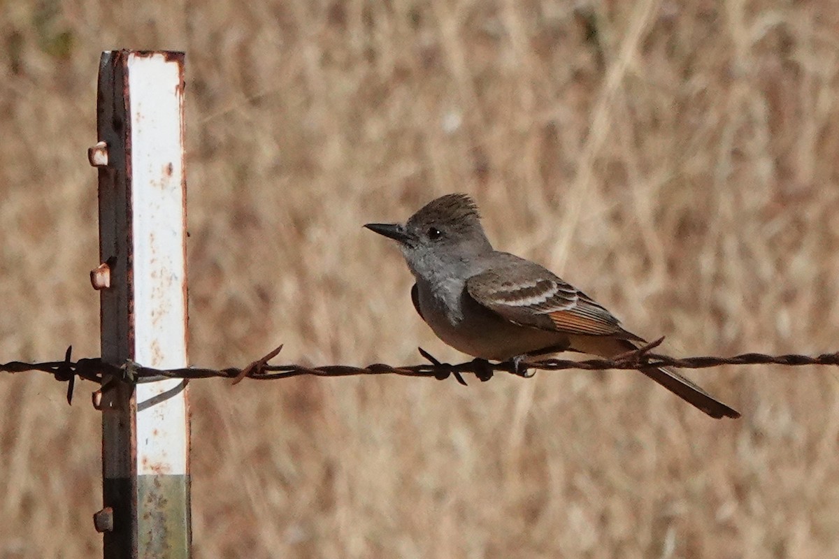 Ash-throated Flycatcher - ML620619341