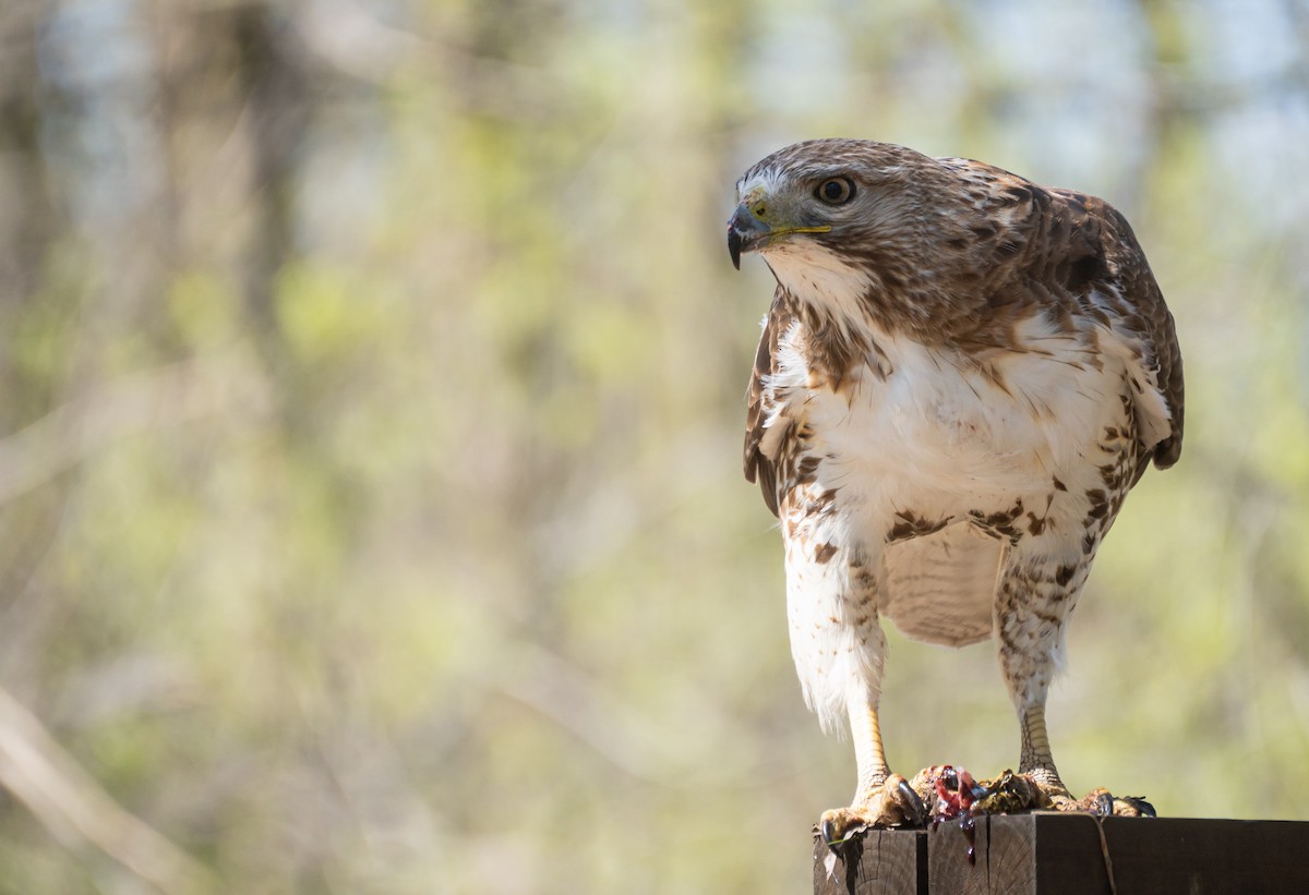 Red-tailed Hawk - ML620619343