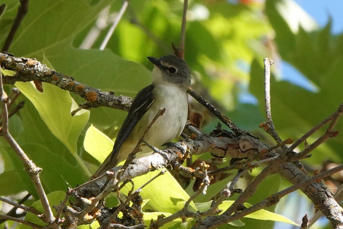 Cassin's Vireo - ML620619344