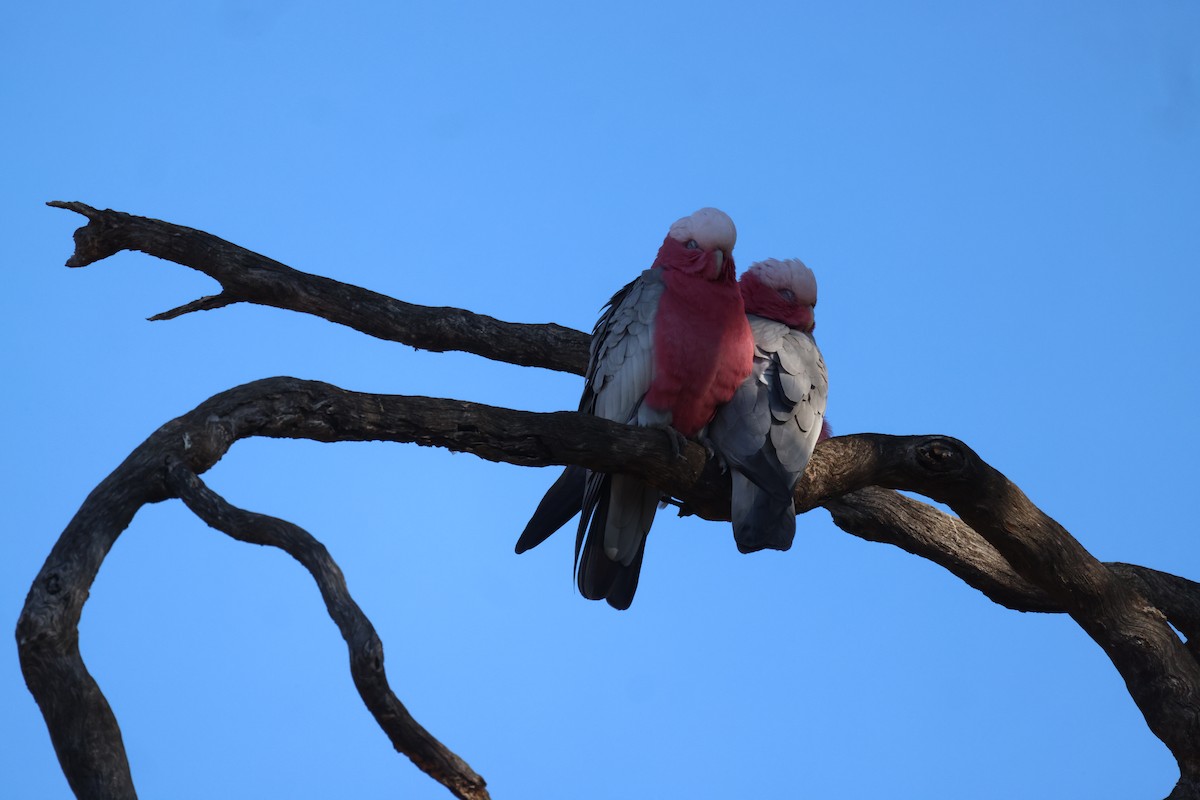 Galah - ML620619345