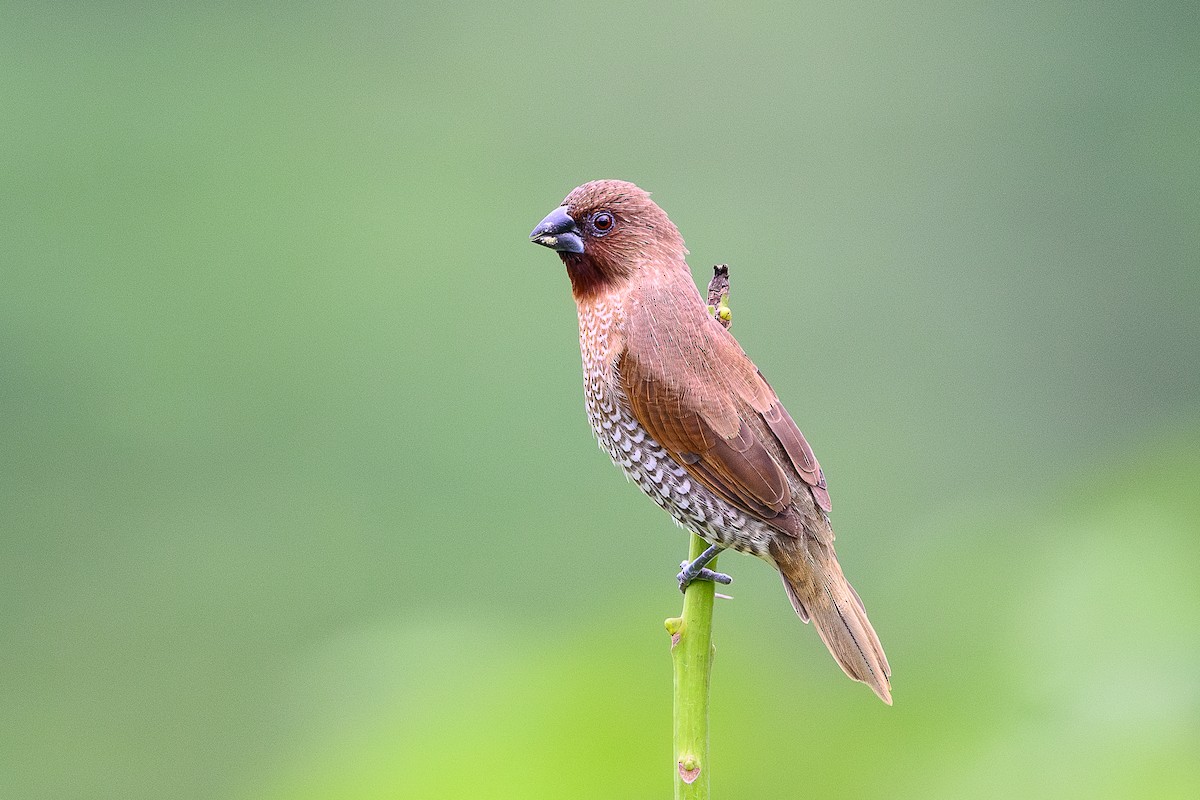 Scaly-breasted Munia - ML620619346