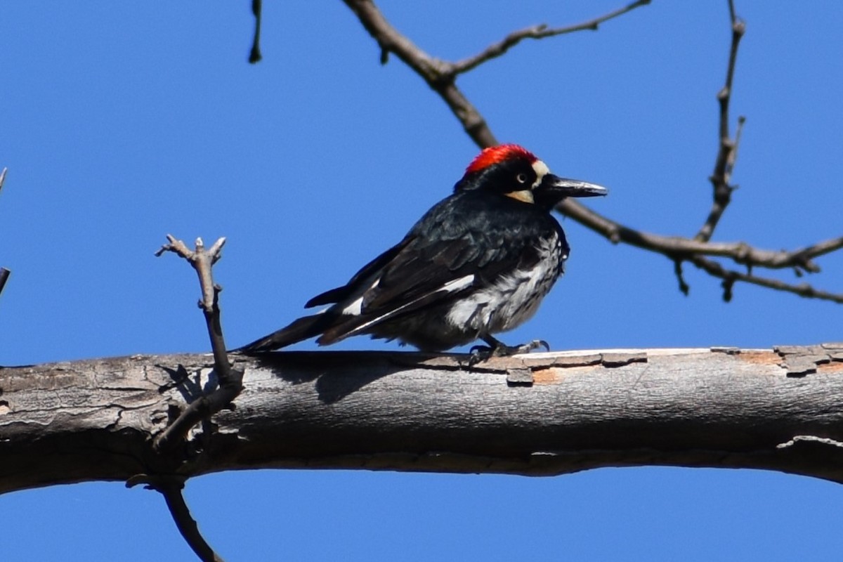 Acorn Woodpecker - ML620619347