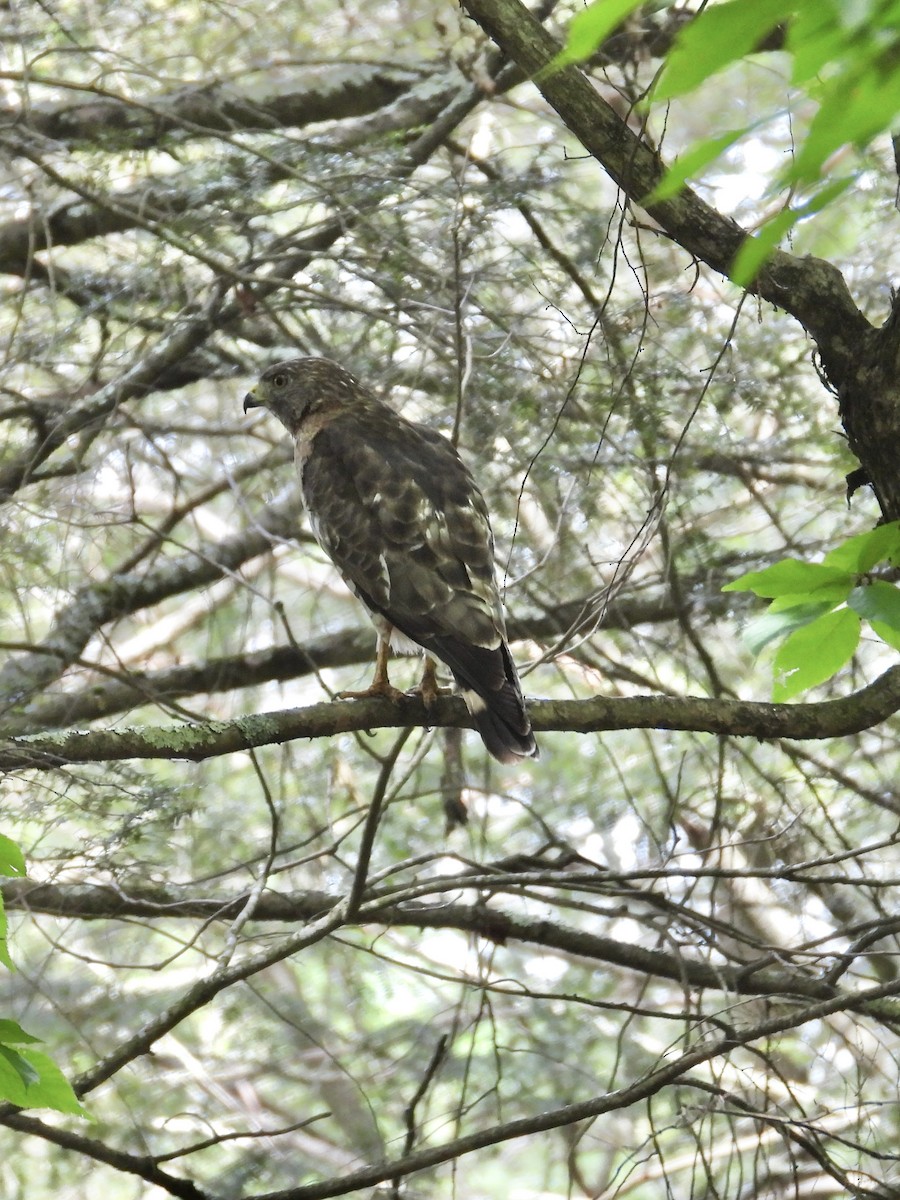 Broad-winged Hawk - ML620619348