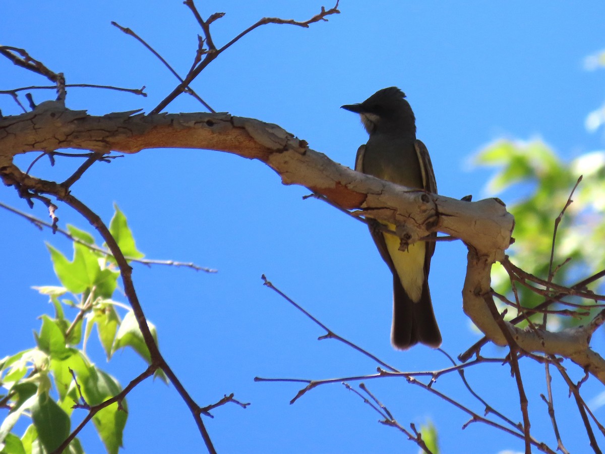 Cassin's Kingbird - Pedro Alonso