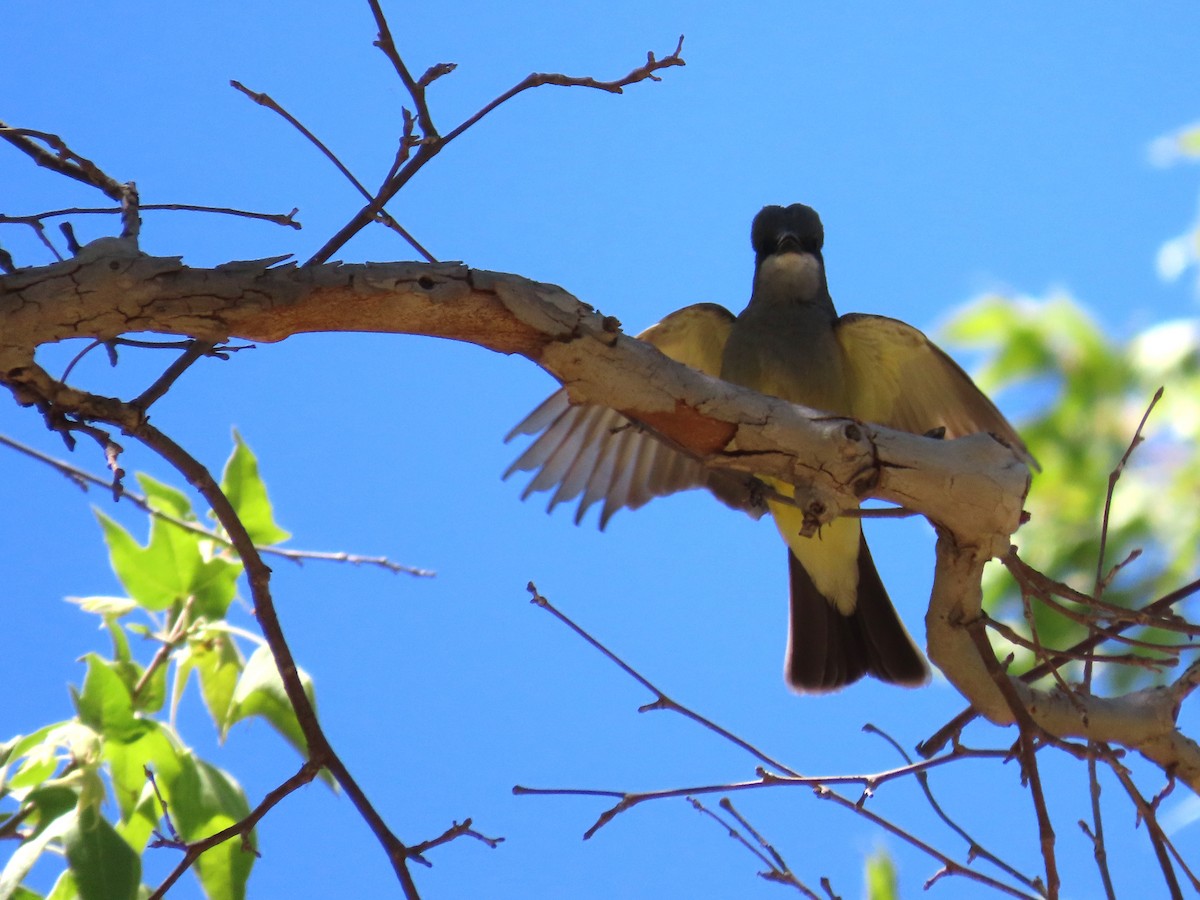 Cassin's Kingbird - ML620619352