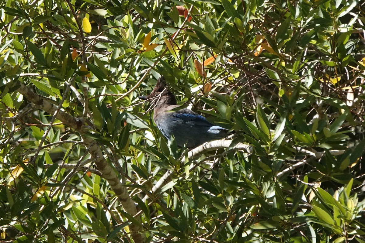 Steller's Jay - ML620619354