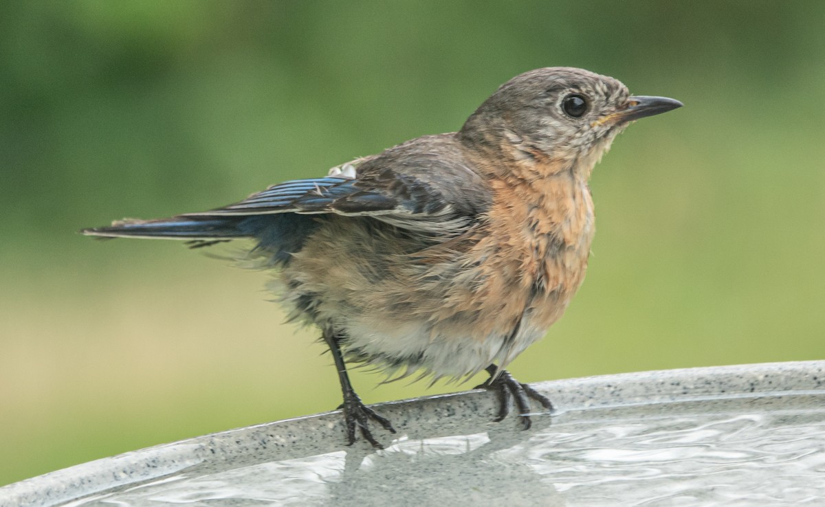 Eastern Bluebird - ML620619356