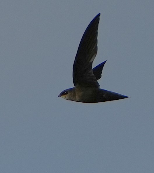 Chimney Swift - ML620619357