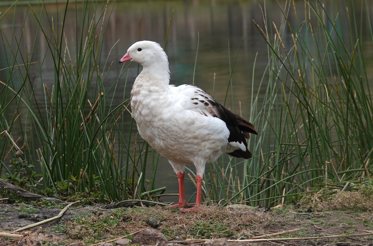 Andean Goose - ML620619359