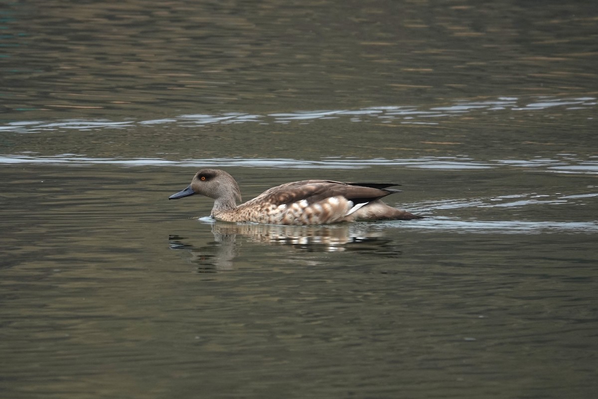 Crested Duck - ML620619363