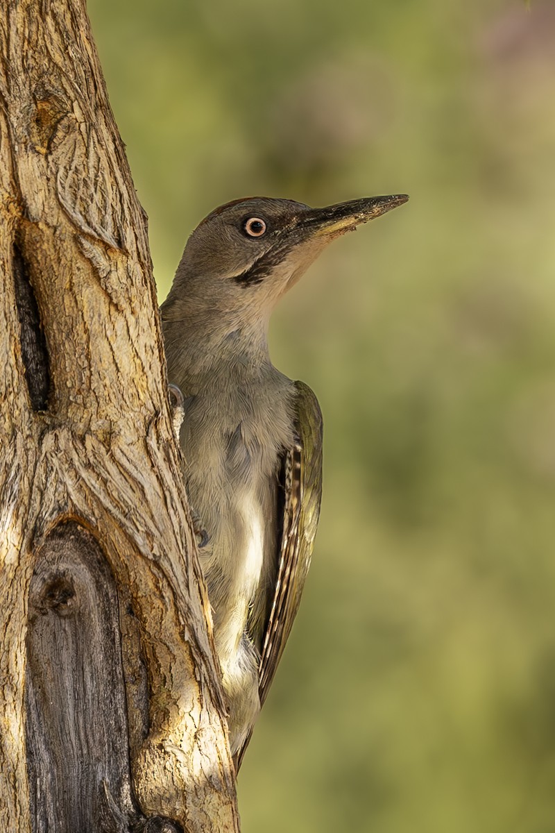 Iberian Green Woodpecker - ML620619364