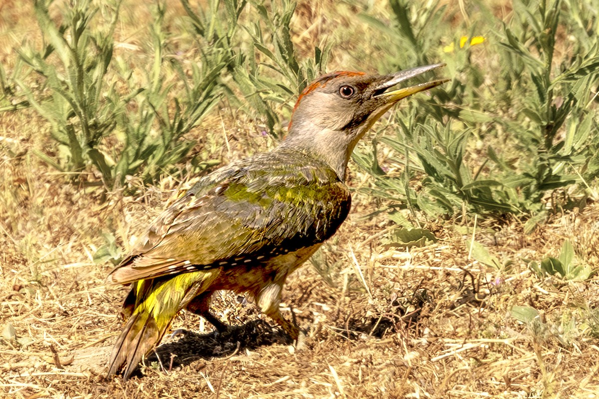 Iberian Green Woodpecker - ML620619365