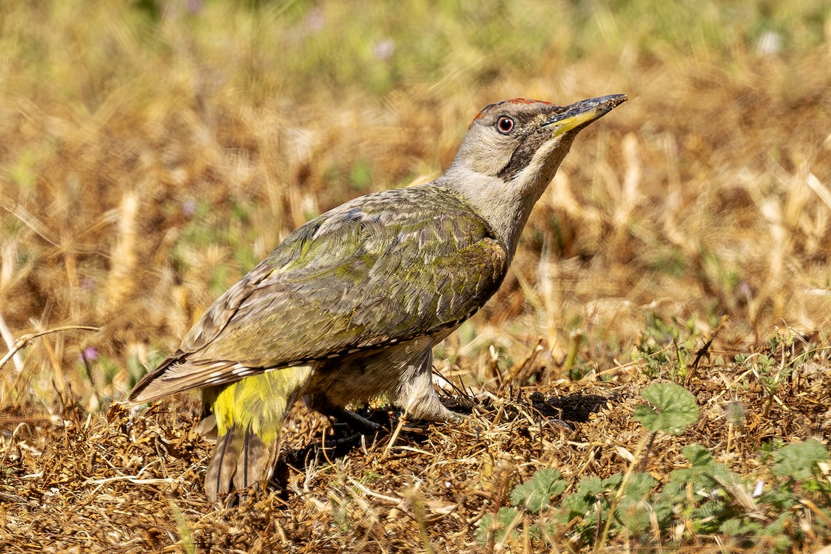 Iberian Green Woodpecker - ML620619366