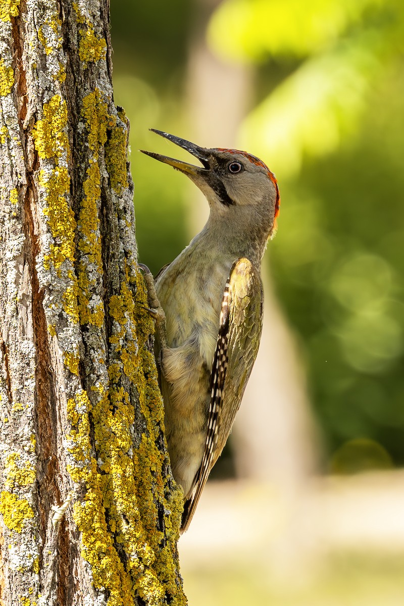 Iberian Green Woodpecker - ML620619367