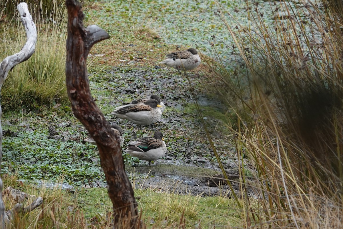 Yellow-billed Teal - ML620619371