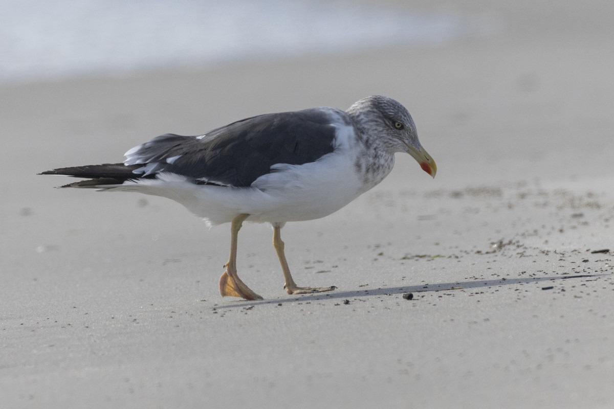 Lesser Black-backed Gull (graellsii) - ML620619373