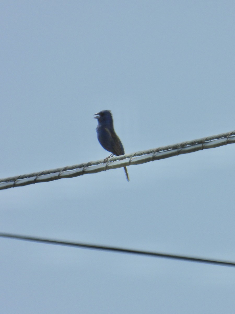 Blue Grosbeak - Tracy Mosebey