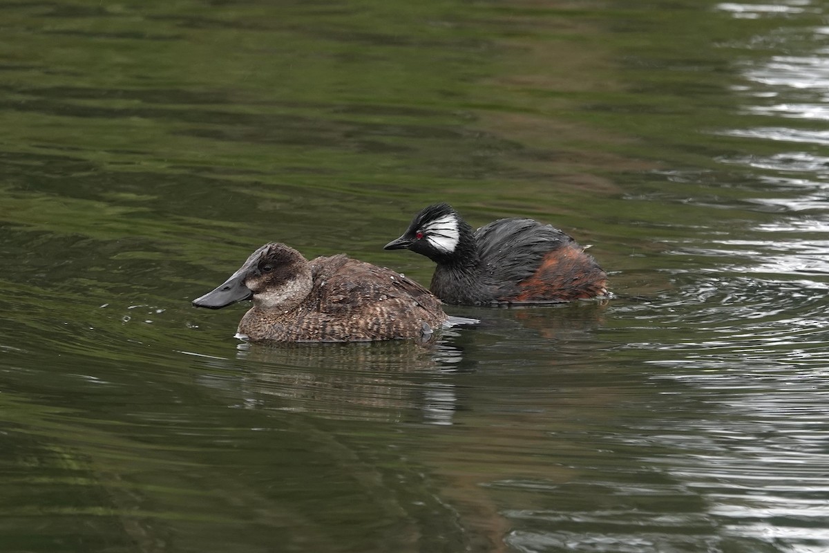 Andean Duck - ML620619377