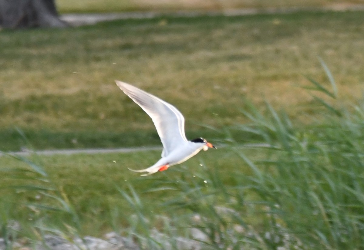 Forster's Tern - ML620619378