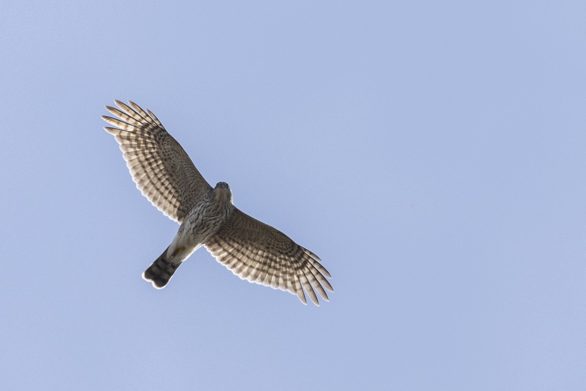 Sharp-shinned Hawk (Northern) - ML620619380