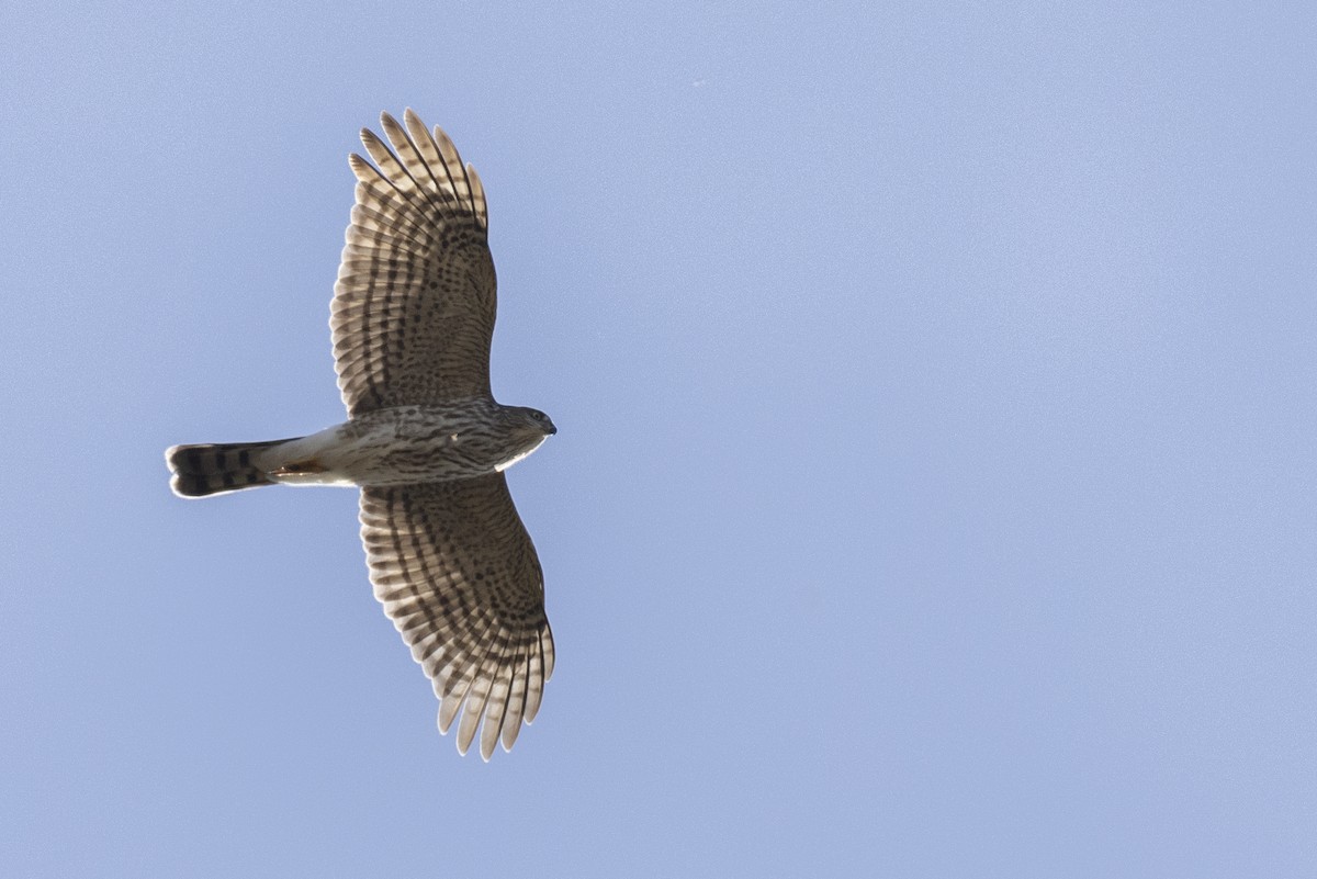 Sharp-shinned Hawk (Northern) - ML620619381