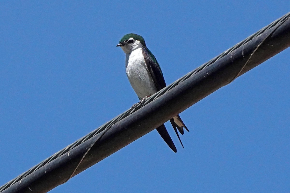 Violet-green Swallow - ML620619382