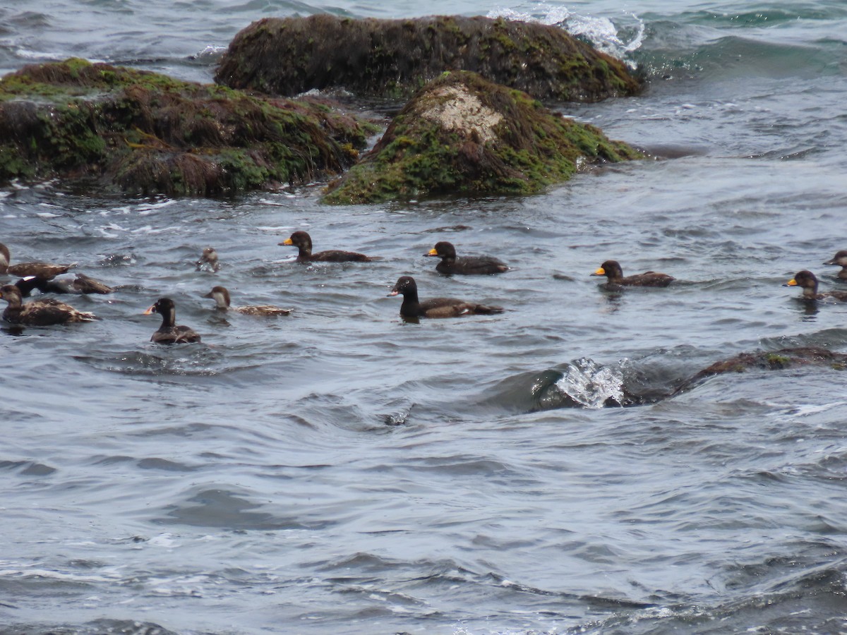 scoter sp. - ML620619385