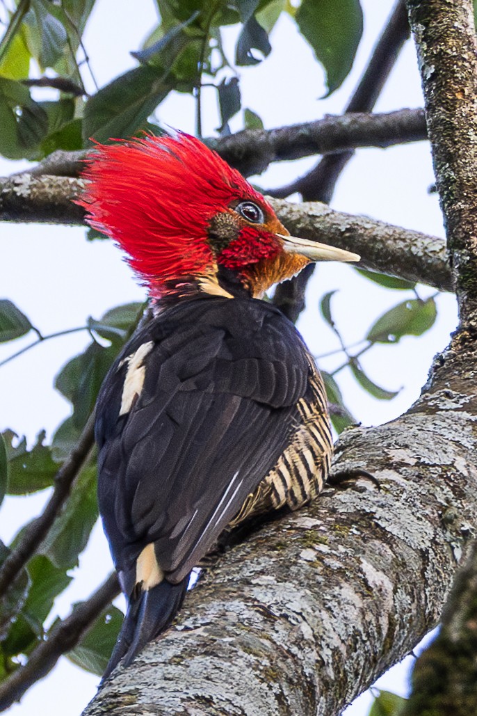 Helmeted Woodpecker - ML620619386