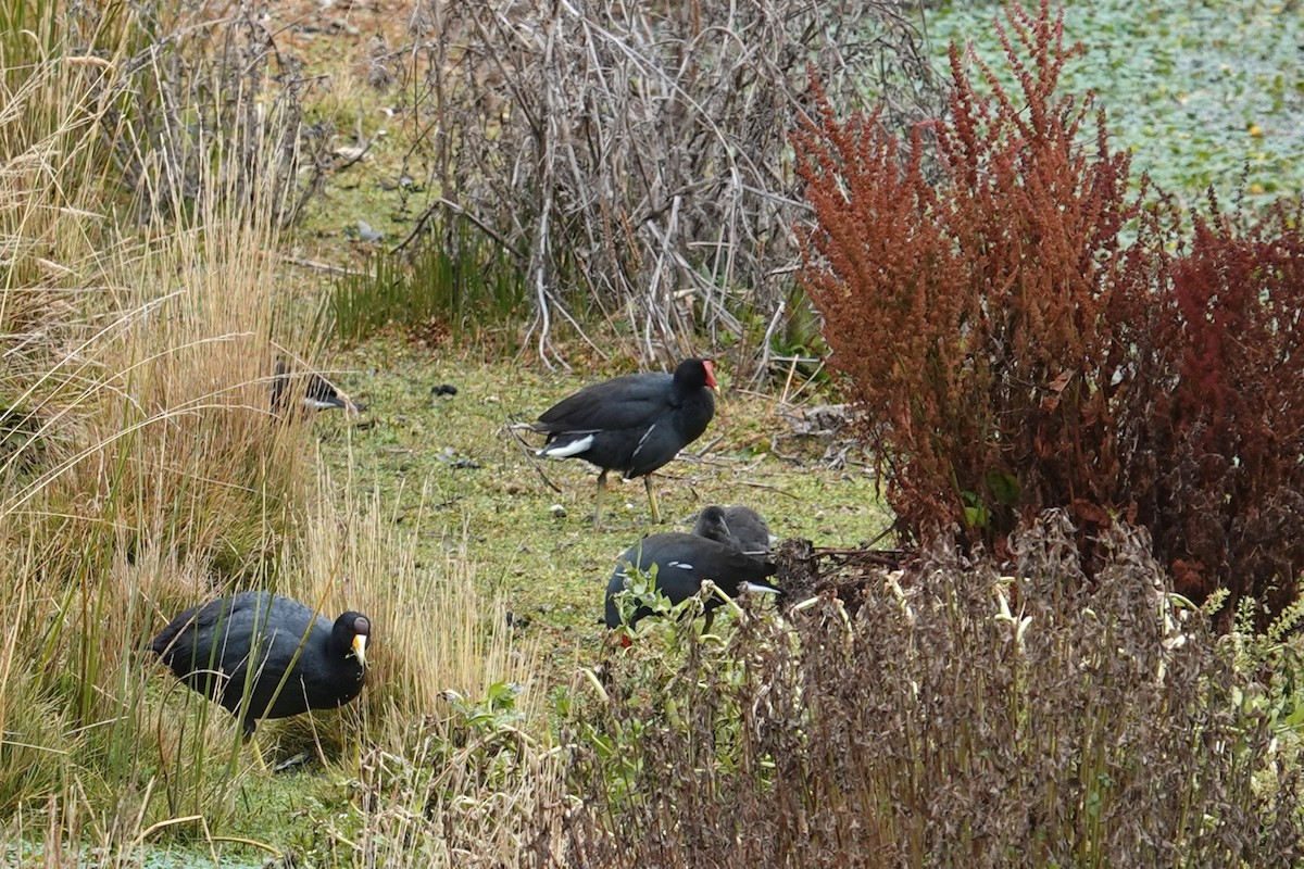 Gallinule d'Amérique (garmani) - ML620619387