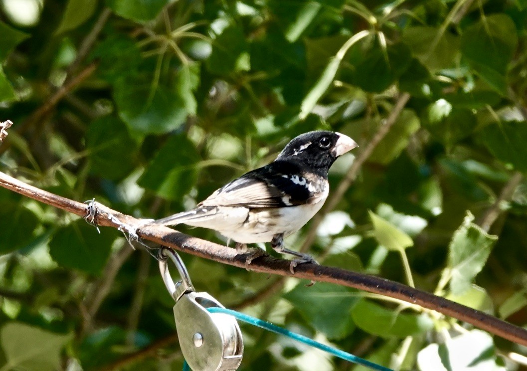 Rose-breasted Grosbeak - ML620619388