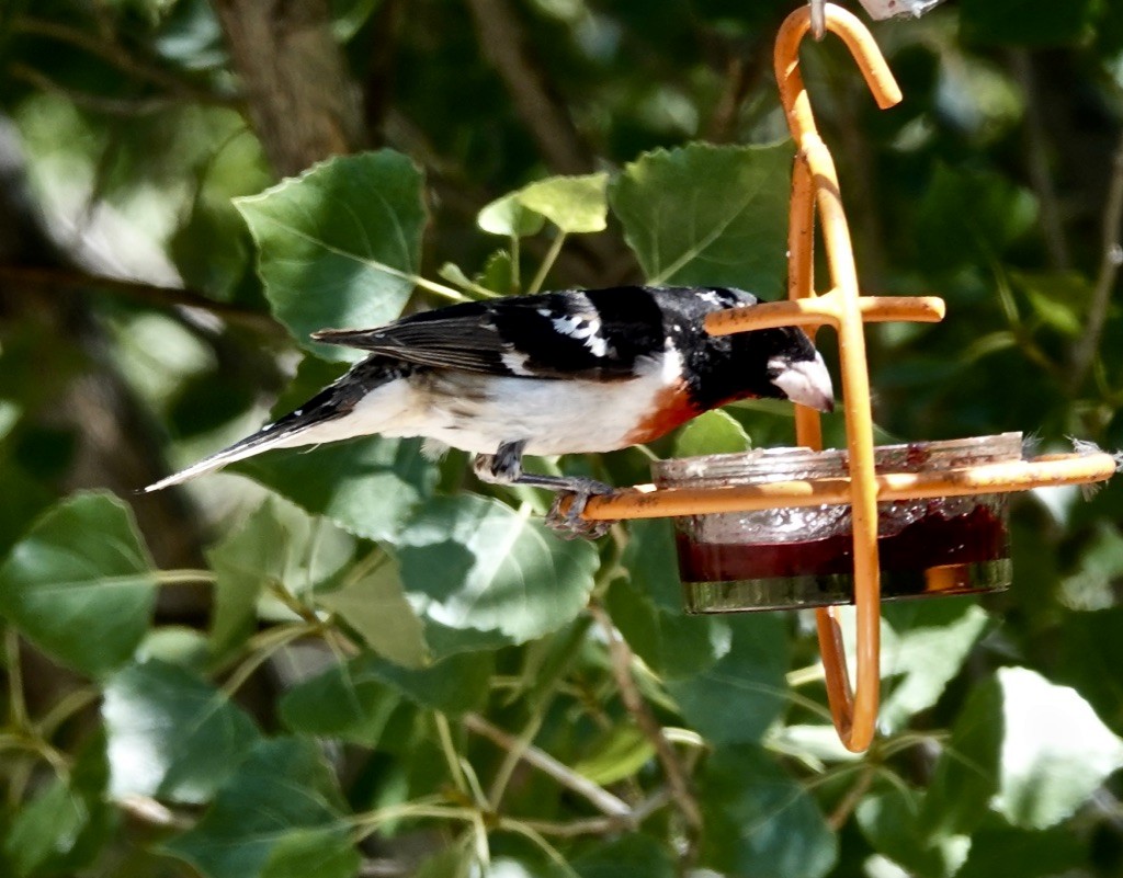 Rose-breasted Grosbeak - Rick Taylor