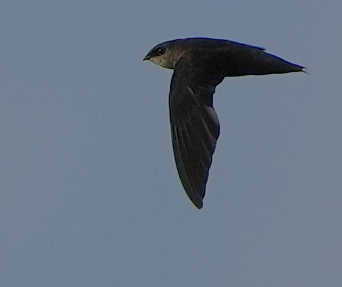 Chimney Swift - ML620619390