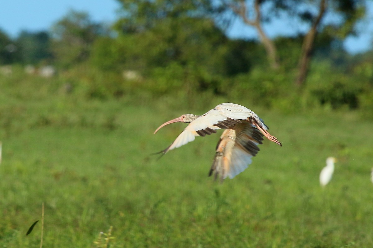 White Ibis - Luis Carlos García Mejía