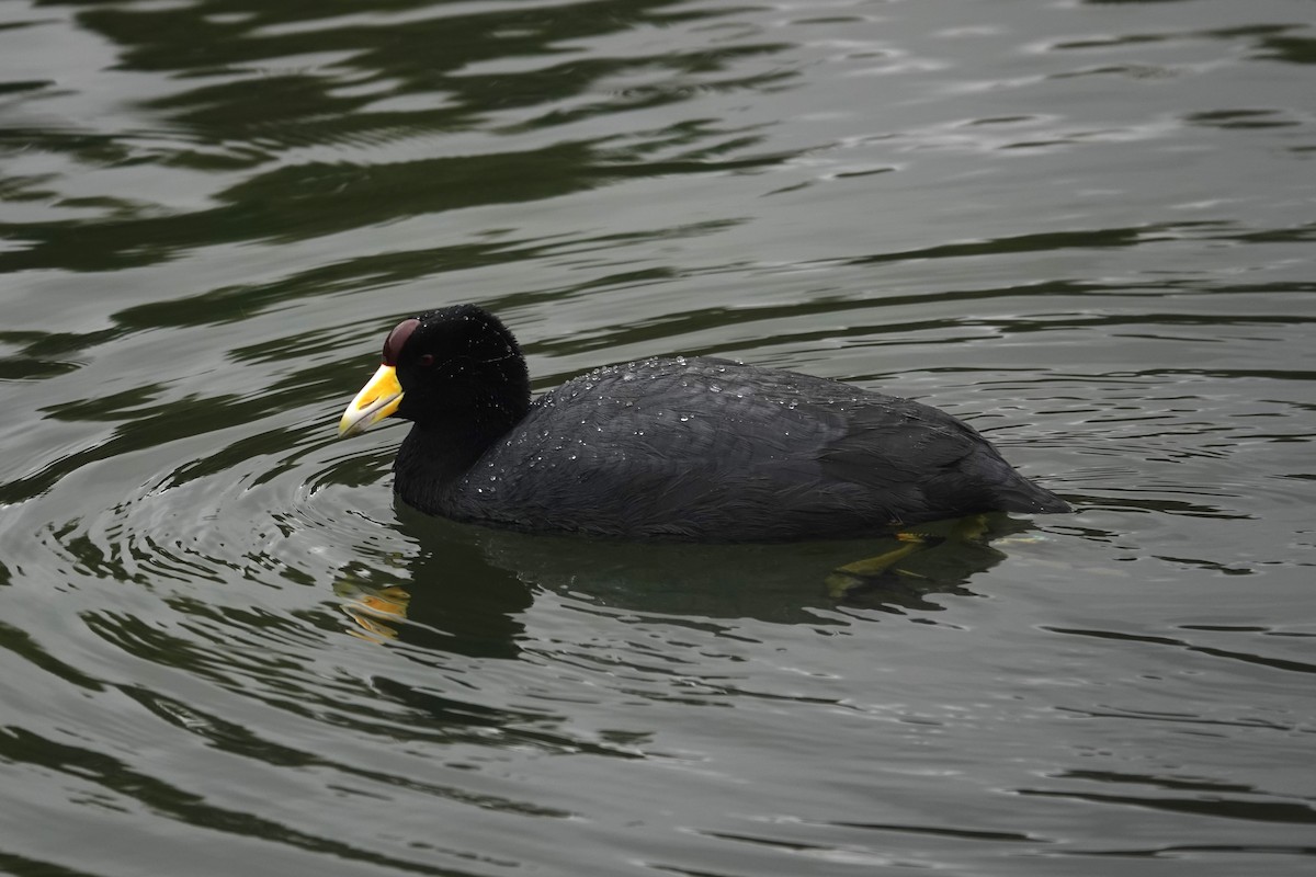 Slate-colored Coot (Yellow-billed) - ML620619402