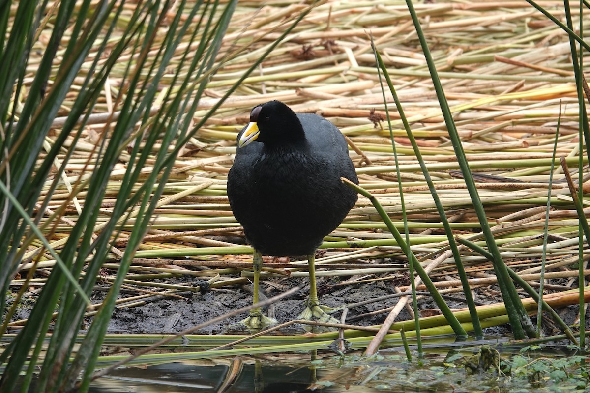 Slate-colored Coot (Yellow-billed) - ML620619403