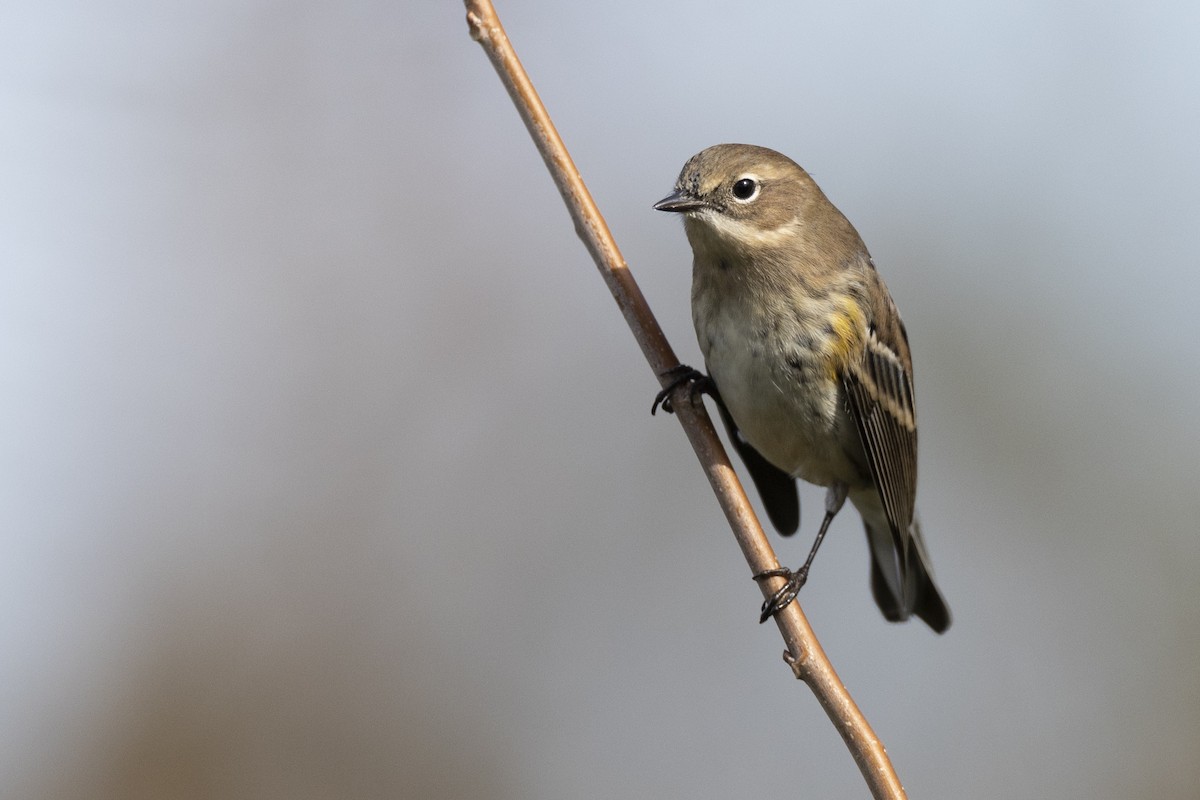 Yellow-rumped Warbler (Myrtle) - Michael Stubblefield