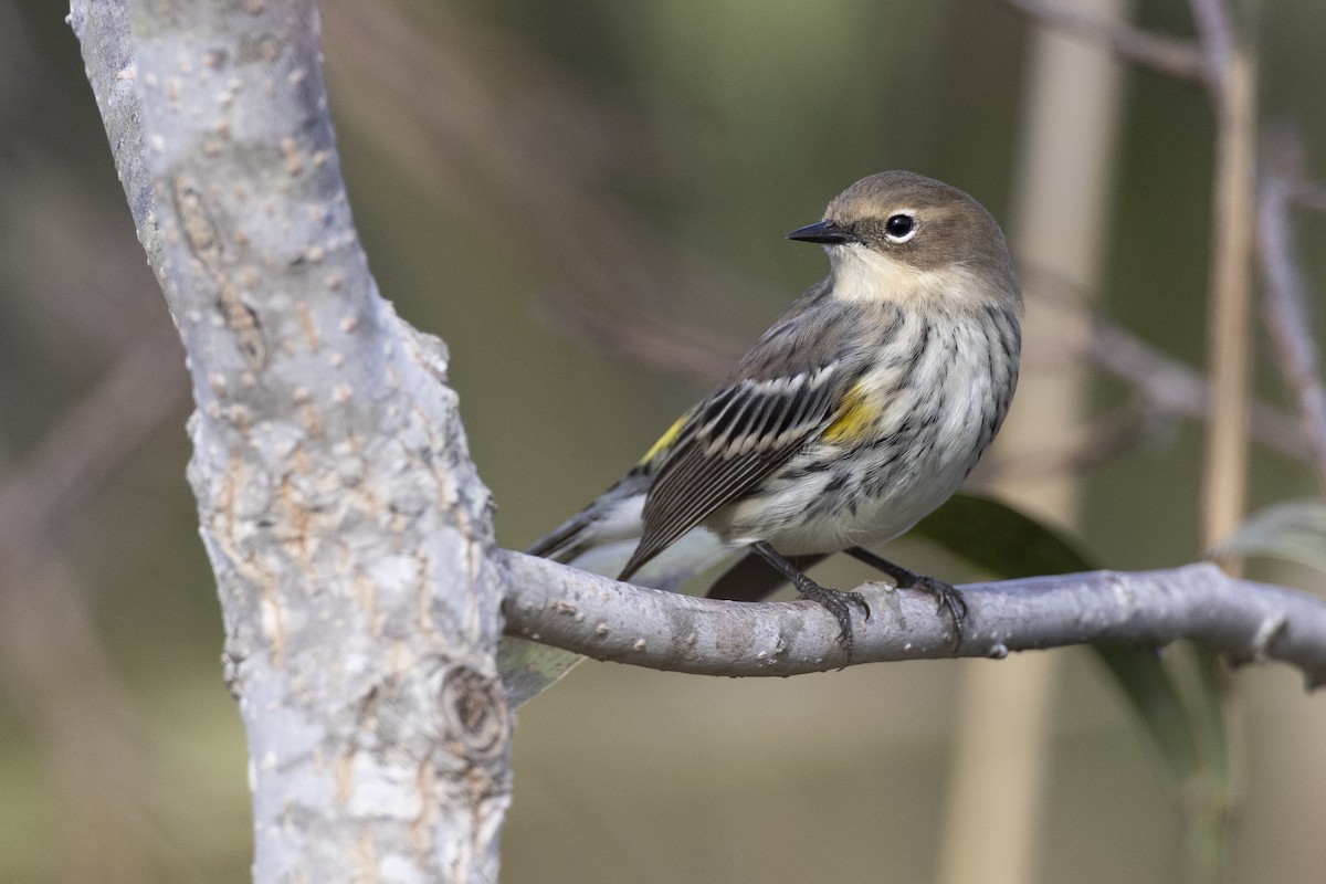 Yellow-rumped Warbler (Myrtle) - Michael Stubblefield