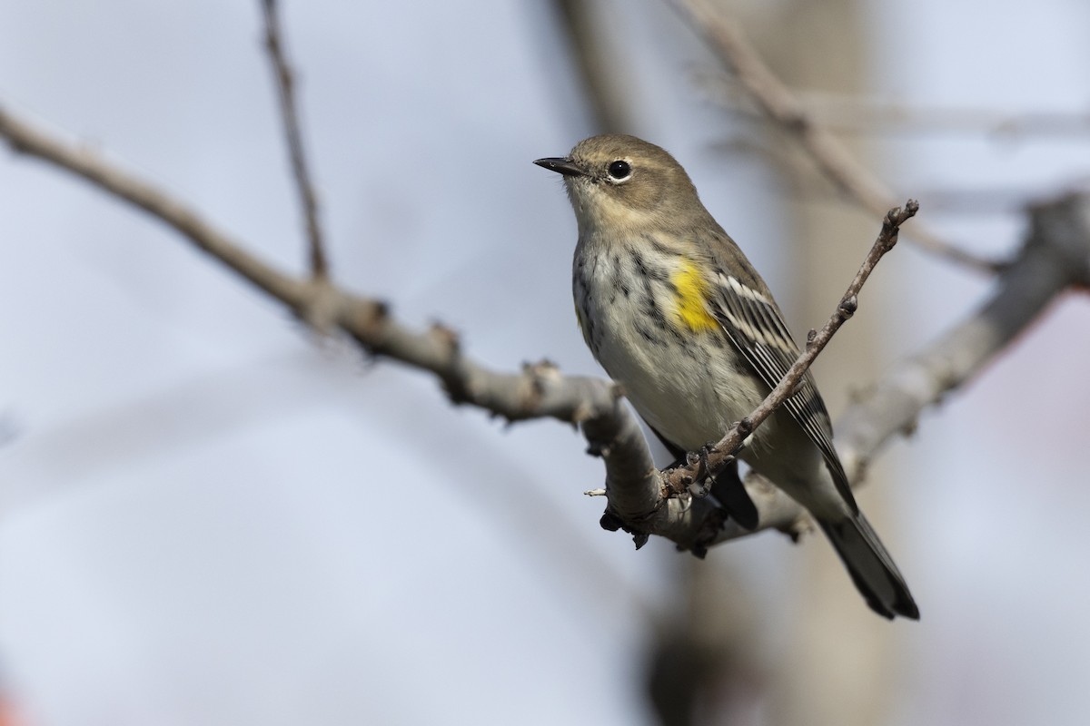 Yellow-rumped Warbler (Myrtle) - ML620619410