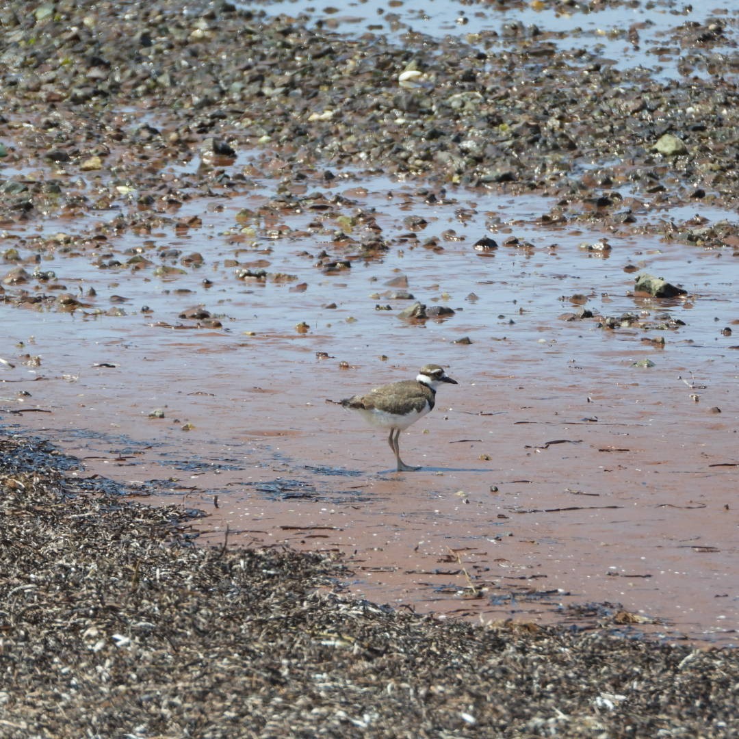 Killdeer - ML620619415