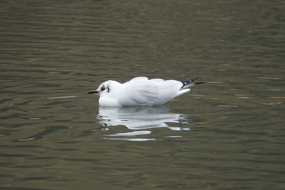 Andean Gull - Toby Holmes