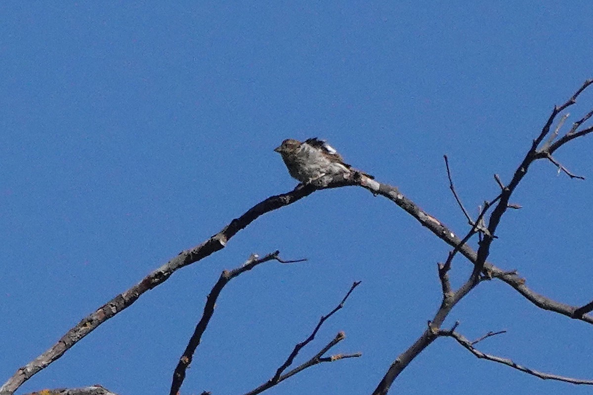 Purple Finch - ML620619418