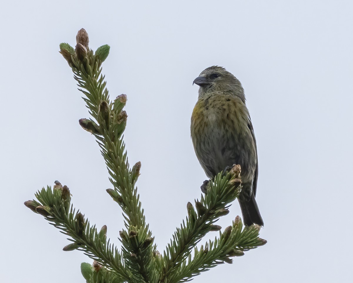 White-winged Crossbill - ML620619423