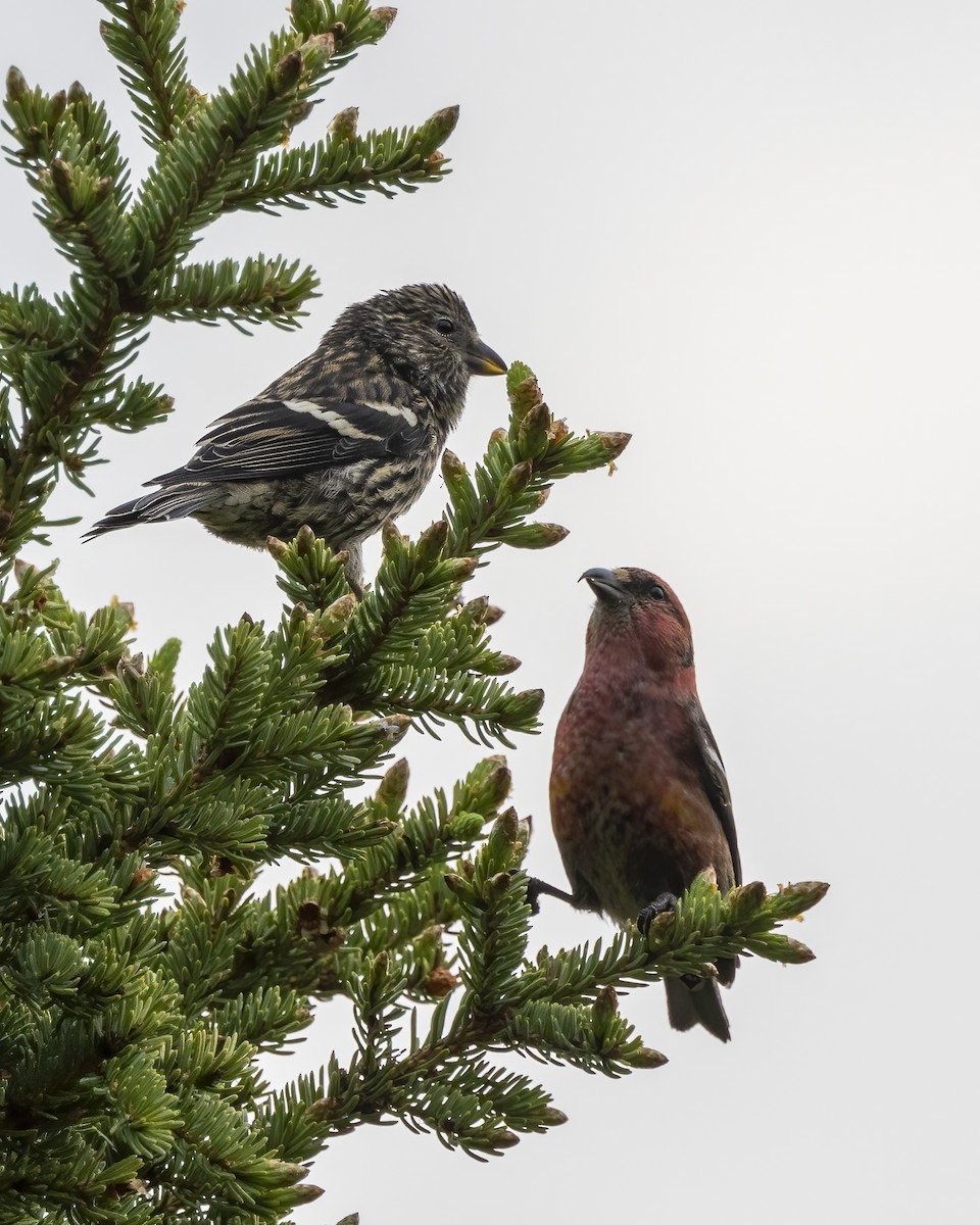 White-winged Crossbill - ML620619424