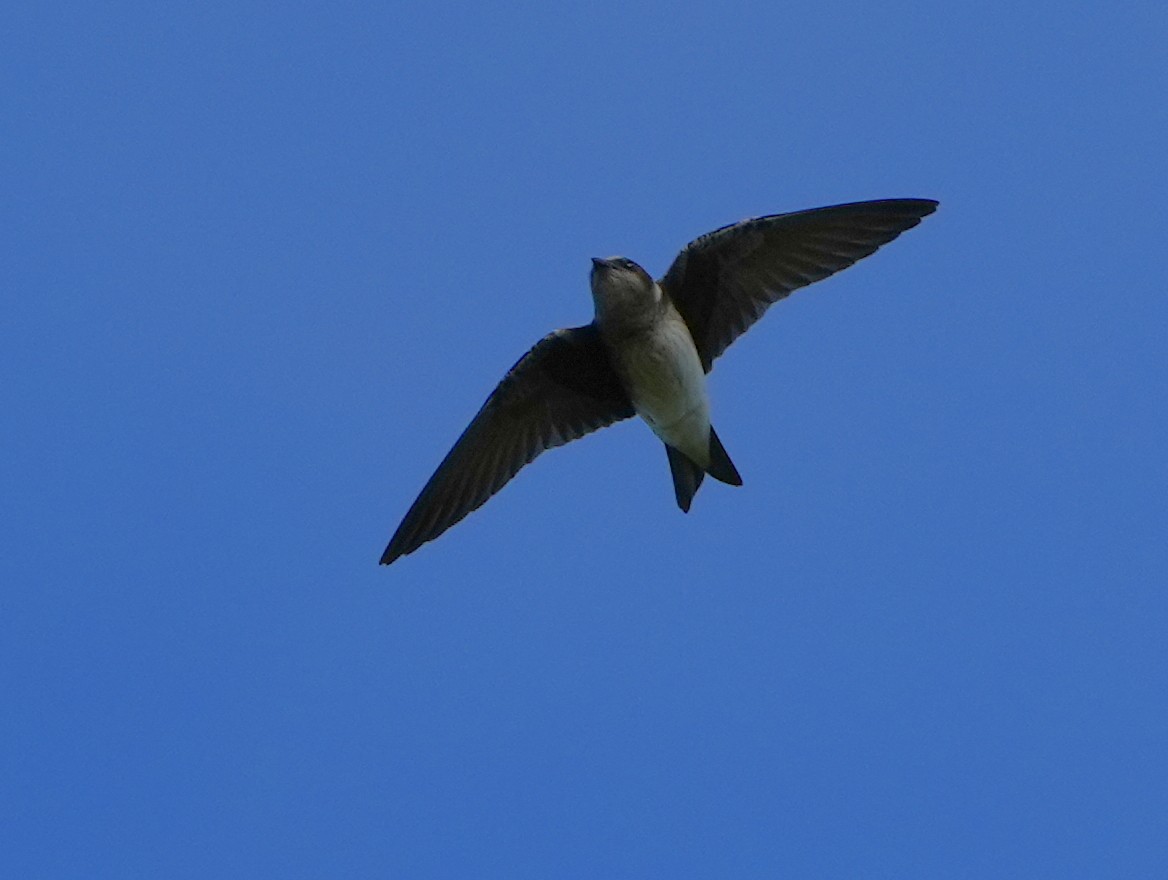 Purple Martin - ML620619425