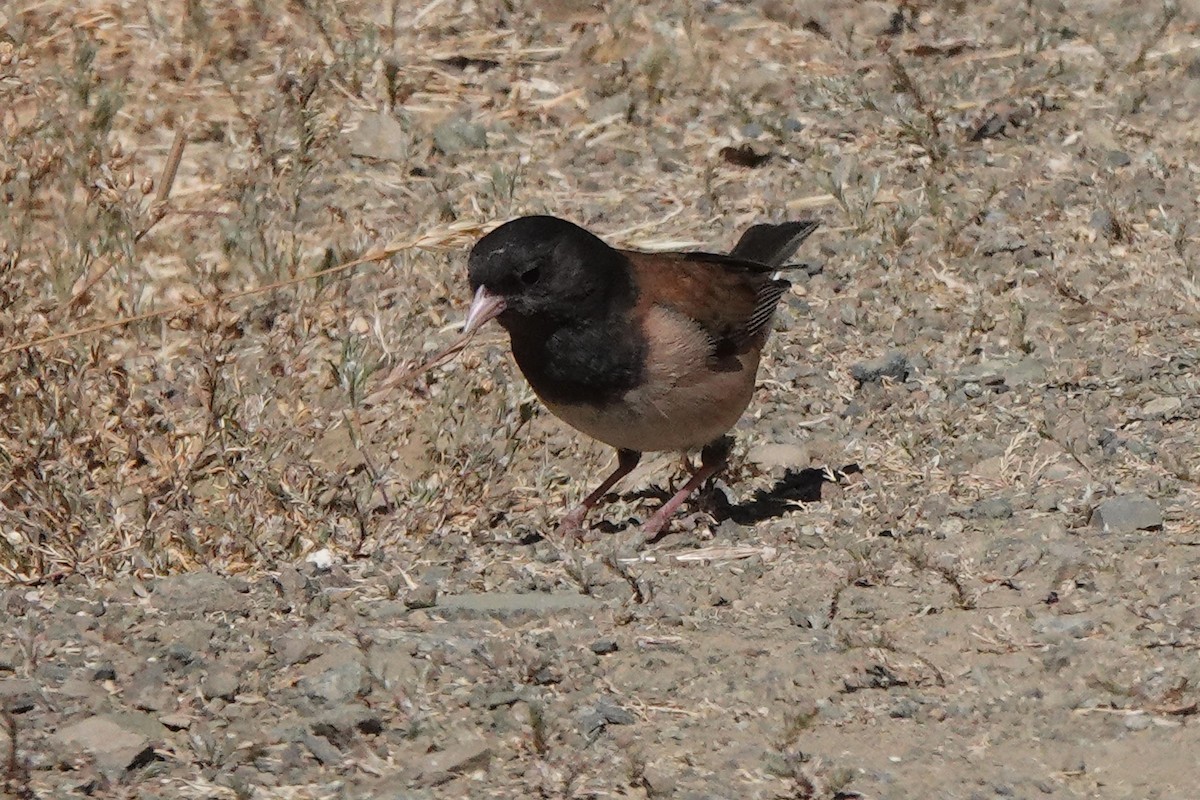 Dark-eyed Junco (Oregon) - ML620619426