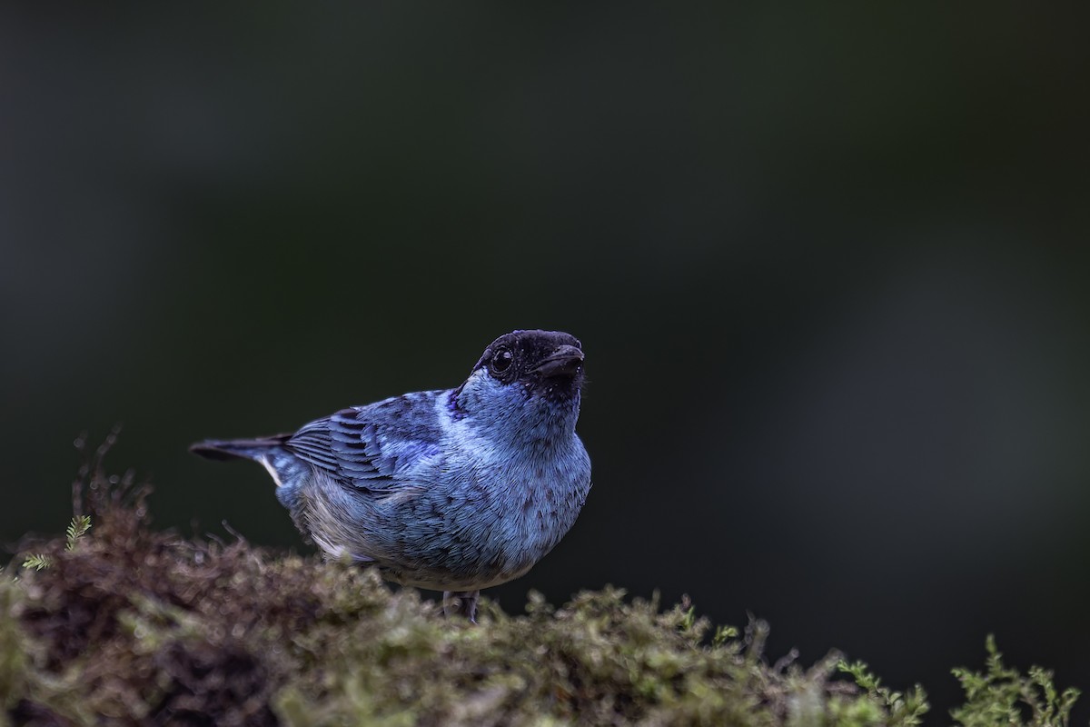 Golden-naped Tanager - ML620619427