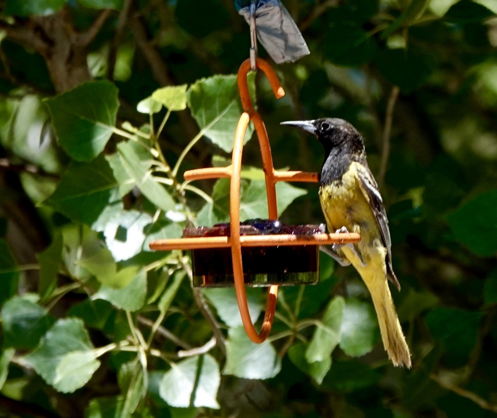 Oriole jaune-verdâtre - ML620619430